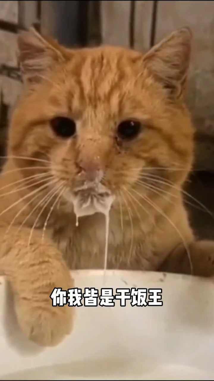 干饭猫,干饭魂!