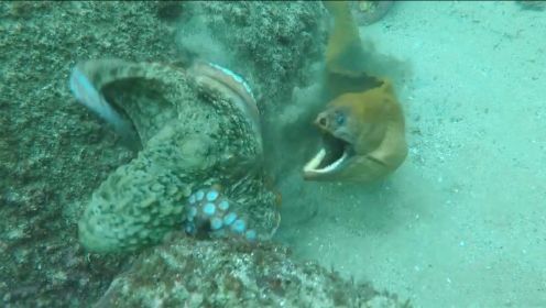 鳗鱼深海伺机大战章鱼 扑空后迅速翻转猛击 一口下去章鱼触角没了