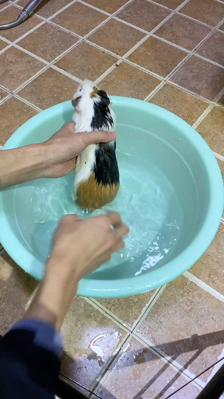 教你如何给荷兰猪洗澡