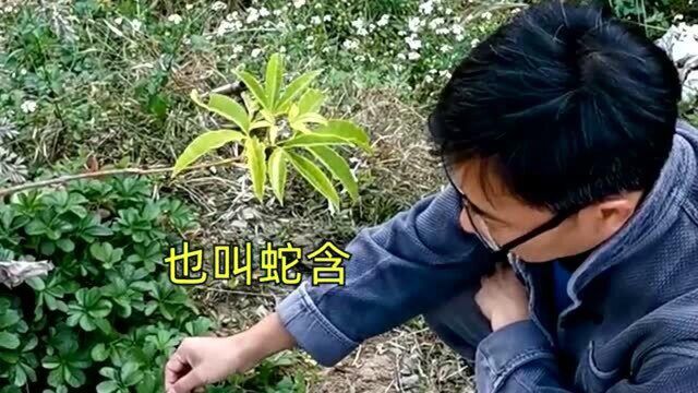 中医老师给学生普及知识,蛇含听着名字别扭,却被记录在百草纲目之中!