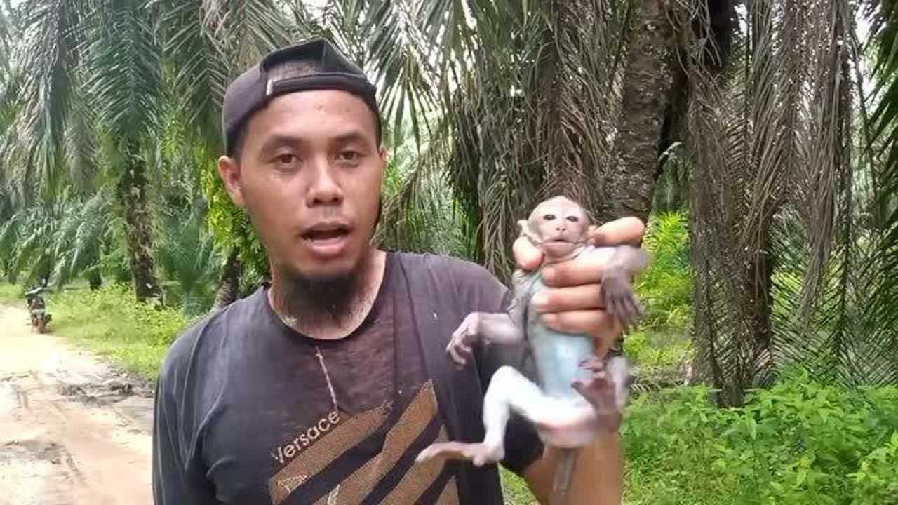 印尼猴主在树林里捡到一只小猴子