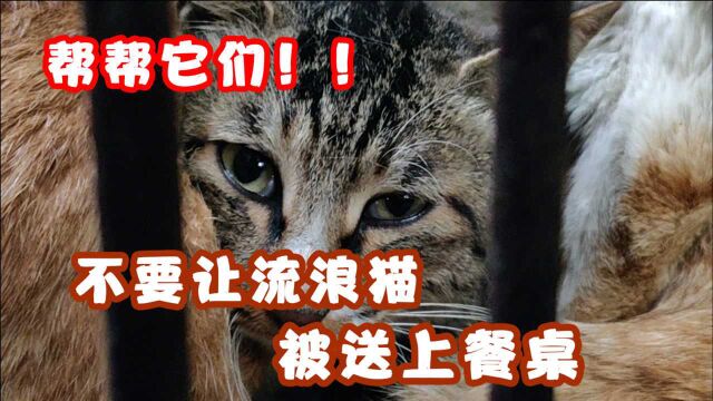 江门黑市贩猫事件始末,求求你这次和我一起帮助它们!