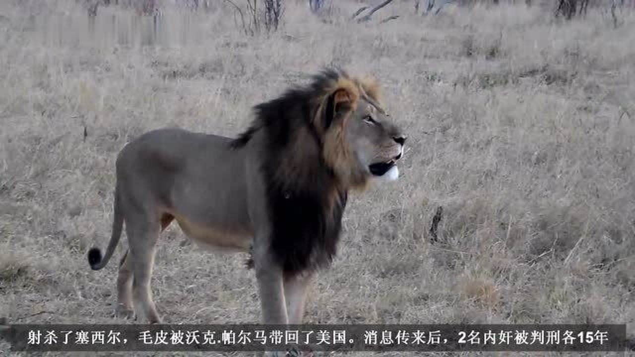 一代狮王:塞西尔,被美国牙医偷猎前的最后影像