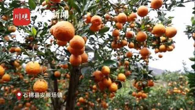 雅安石棉:黄果柑“女神节”开锣“云”上市