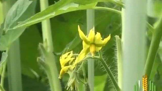 南方气候温和复种指数和产量比较高 土壤中钙元素消耗巨大