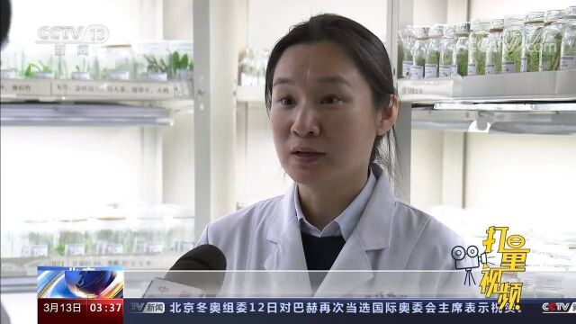 香蕉等无种子作物如何保存种质资源?液氮超低温助力种子长期存放