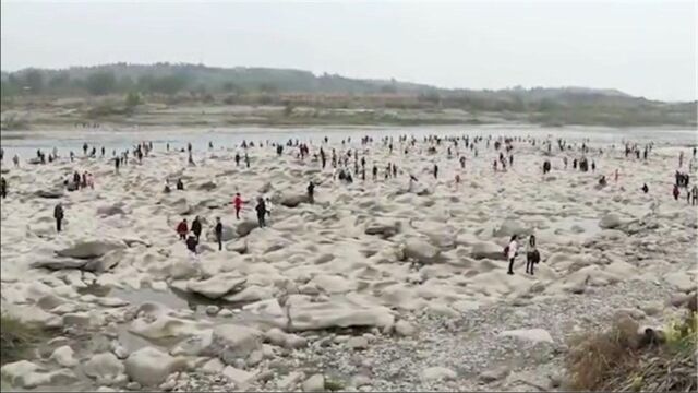 河滩边现大片嶙峋怪石形如凝固的波涛 引居民前往观赏玩耍