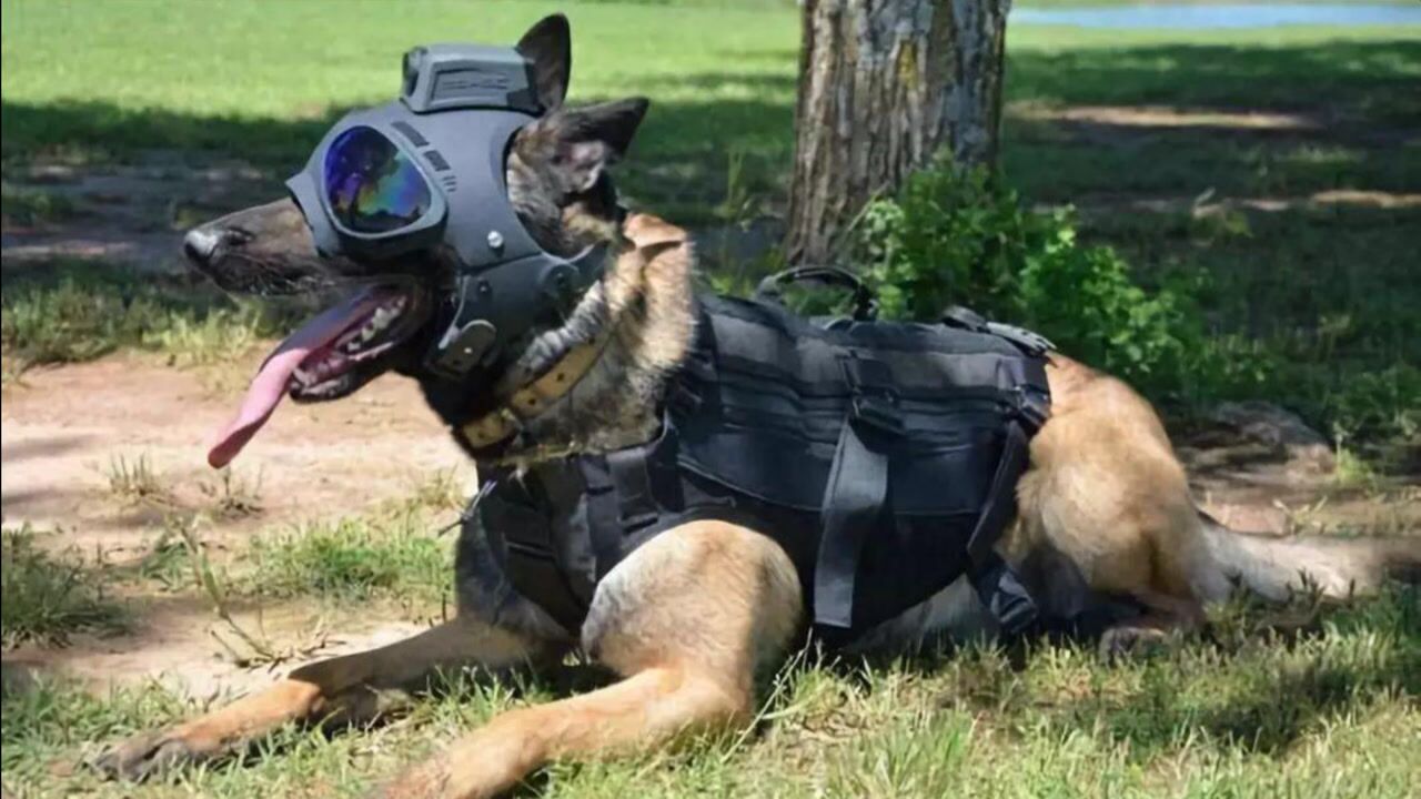 红警2军犬:为什么我身价比动员兵高?我不解释!