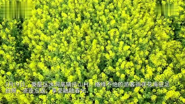 娄星区:油菜花创意造型献礼建党100周年