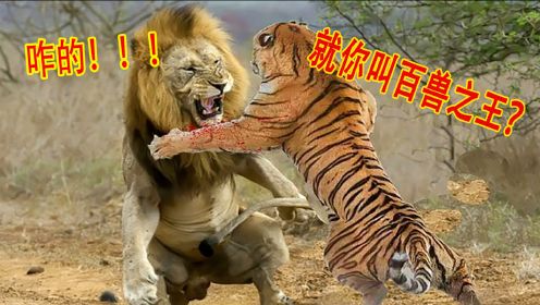 老虎PK狮子谁更强？科学家把老虎放生非洲，百兽之王狮子慌了！