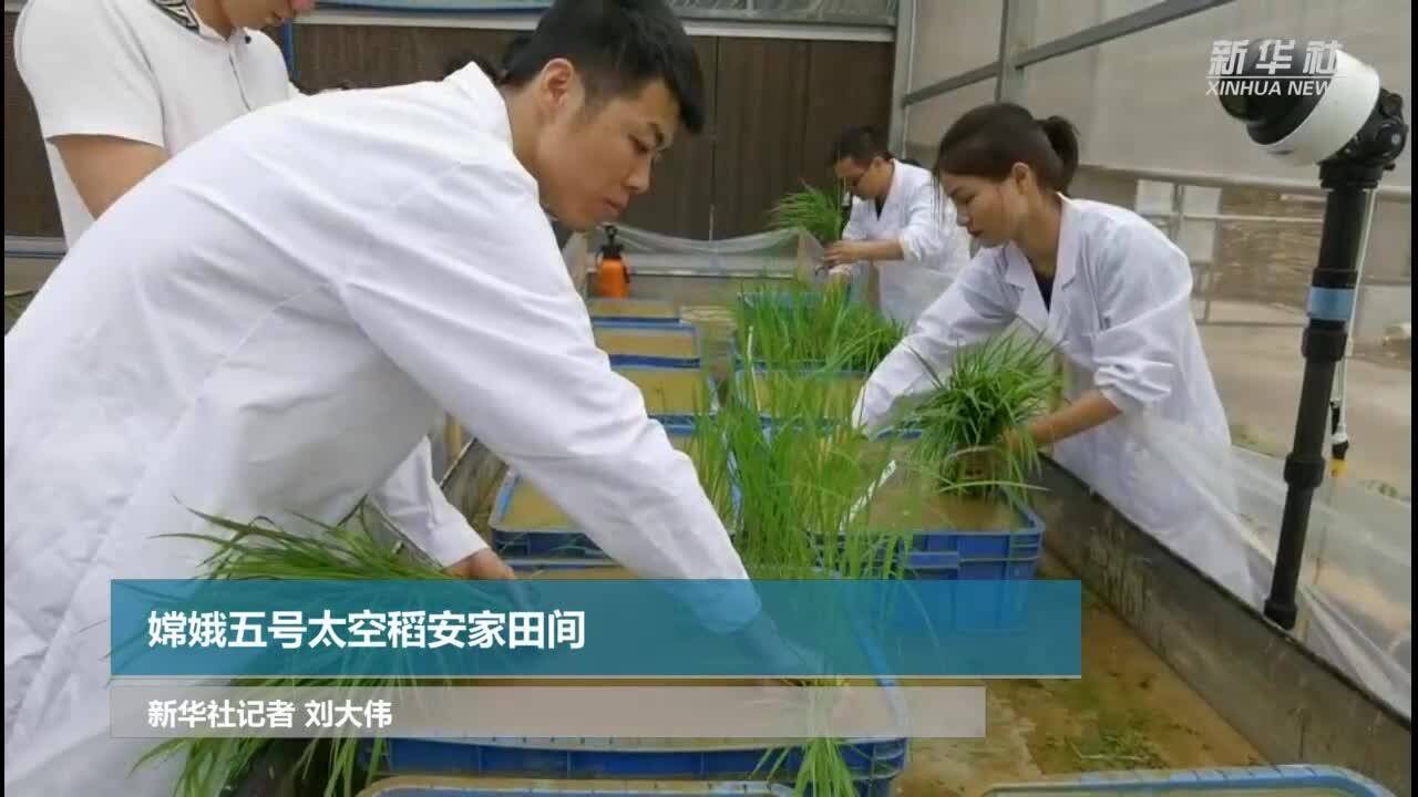 嫦娥五号太空稻安家田间