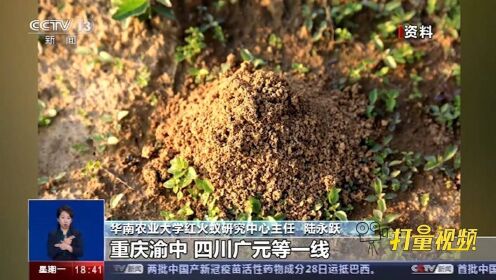 红火蚁对农林作物有何危害性？