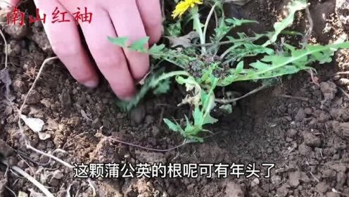 [图]植物蒲公英别名“婆婆丁”，这个妙用厉害了？帮农民省下不少钱