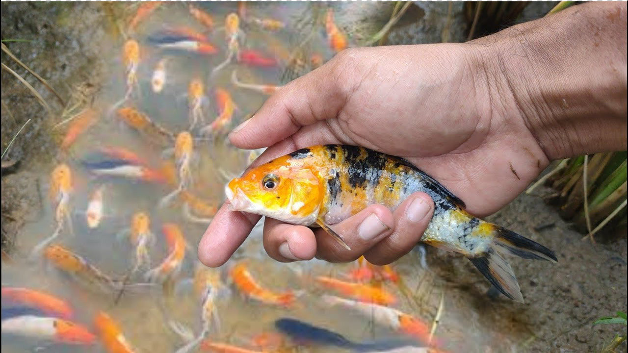 小夥稻田遊玩,捕獲大量鯉魚,真讓人羨慕