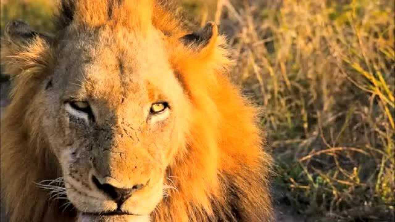 黑手党联盟老6t先生,性格暴虐却死的极其壮烈,喜欢他的人众多