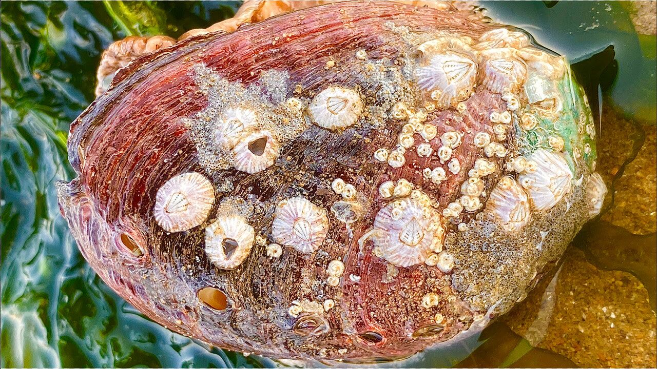 二强赶海,退潮后发现鲍鱼壳上长满藤壶,还挺漂亮