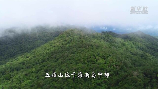 “云游”30秒——五指山