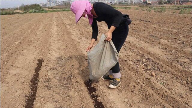 爷爷舍不得那一亩三分地,让他们享清福都不肯,渔妹只好跑来帮忙