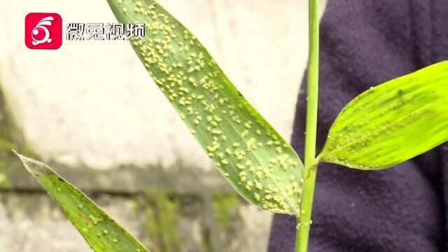 密集恐惧!贵阳这里出现密密麻麻的“绿虫子”,路过都会被沾上!