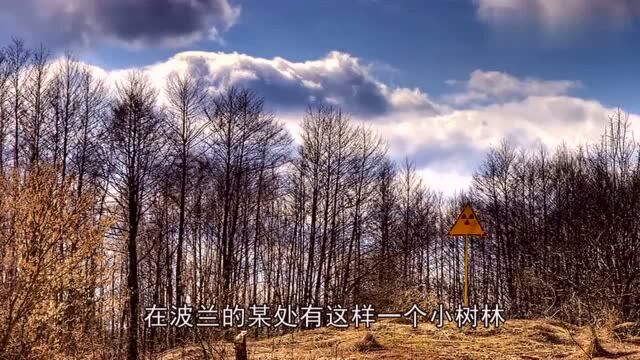 神秘松树!竟然可以垂直拐弯,你是不是长错了?