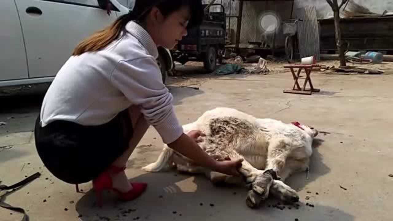 四川辣妹子亲自杀羊取肉为了吃羊肉串真是拼了这样的女人你敢娶吗