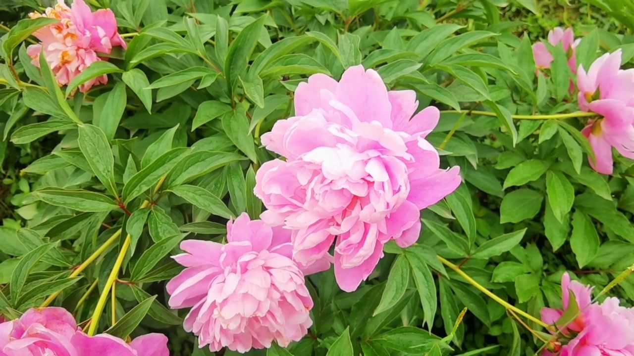 坐标:眉山市彭山区～凤鸣花谷赏芍药