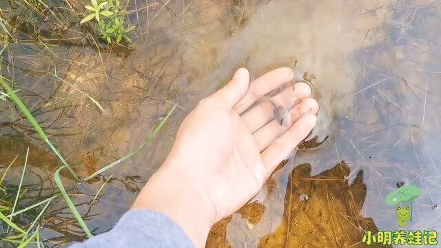 蝌蚪刚脱模就遇到下雨降温,小明心都凉了,估计抚州卵块又白拉了