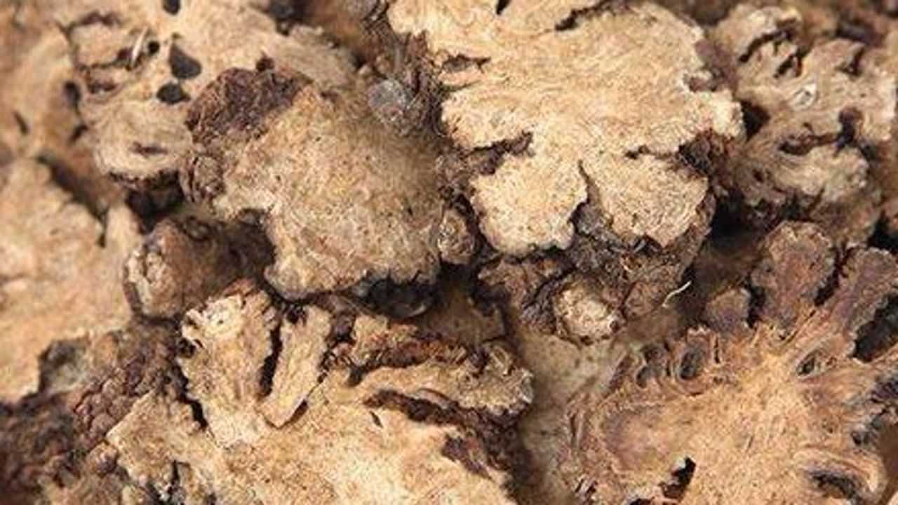 中药材川芎有很多人都会把白术当成川芎其实它们是不一样的