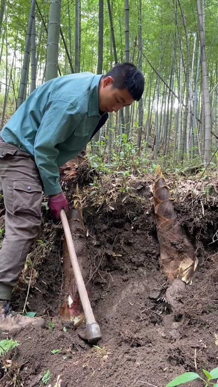 挖笋人