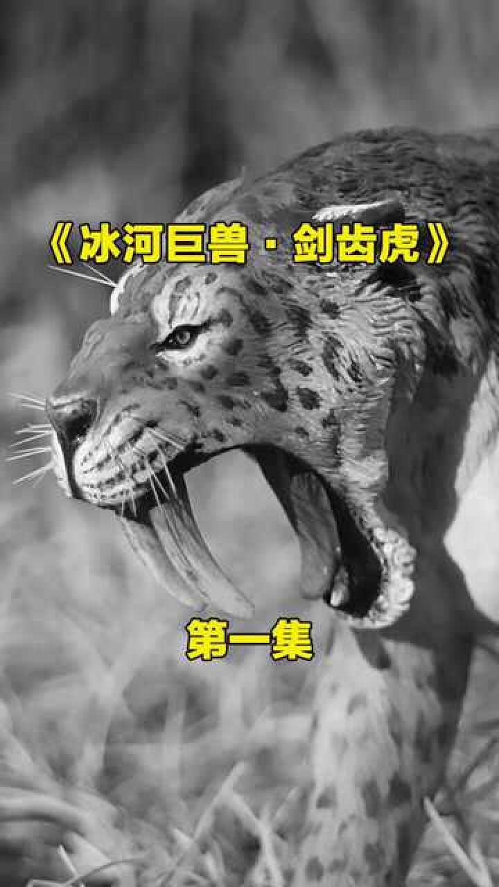 老虎的大哥,曾经的冰河霸主-剑齿虎#影视解说 #央视纪录片 #动物#科普