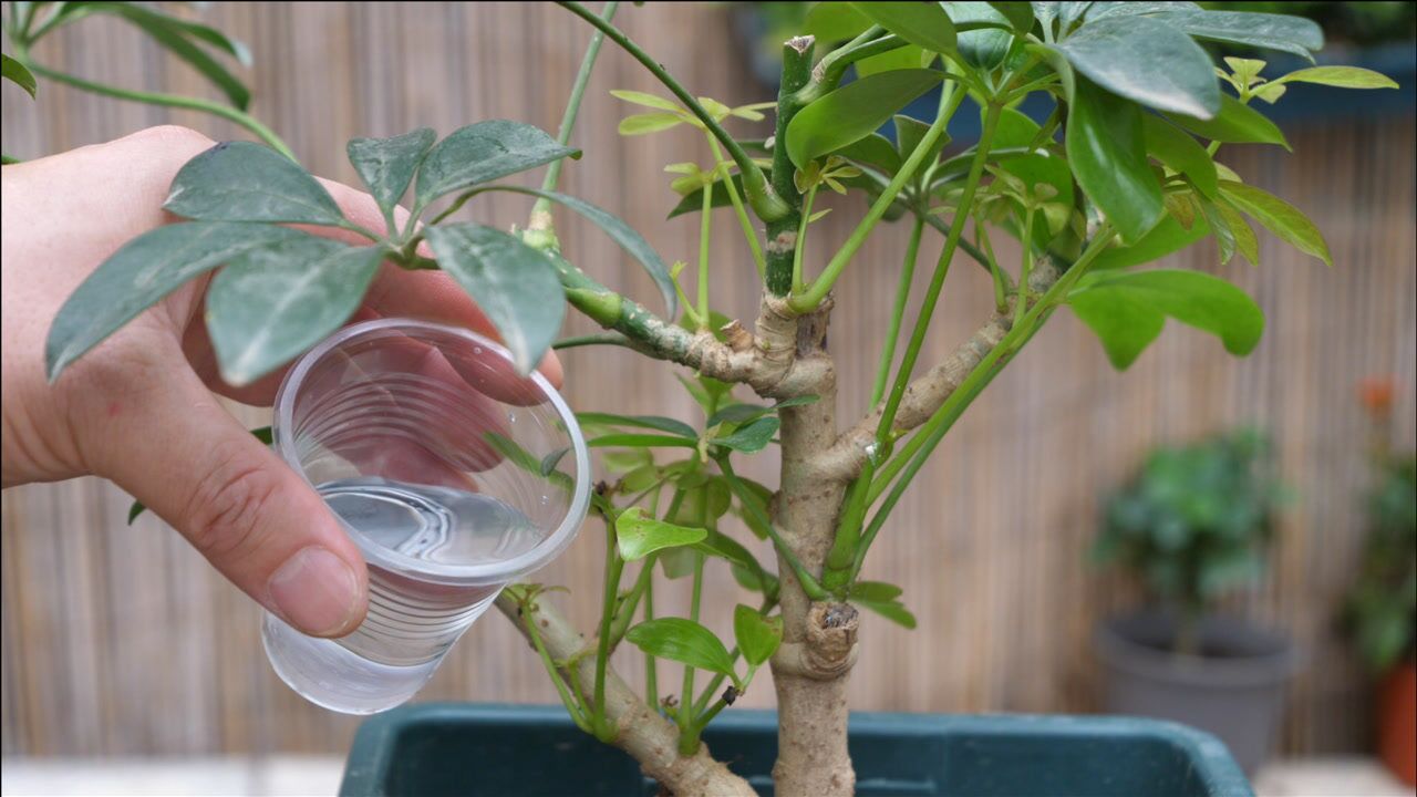 鸭掌木换盆修剪过后,浇一杯水新芽长满枝