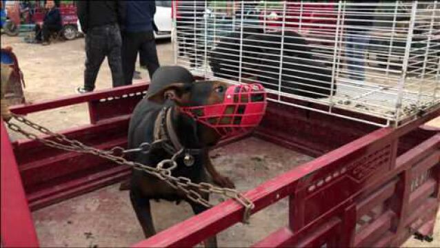 这种猎犬体型中等劲大凶猛,栓它就需几道铁链,养它就为抓野猪