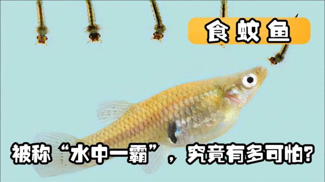 “灭蚊英雄”食蚊鱼,又被称“水中一霸”,它们究竟有多可怕?