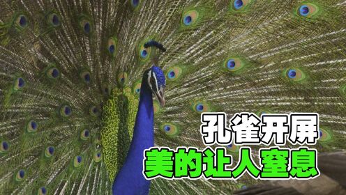 生命之色_孔雀开屏瞬间，美的让人窒息，孔雀开屏只是为了好看吗？看来才知道《生命之色》#推荐官·青春季#_腾讯视频