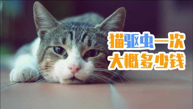 猫驱虫一次大概多少钱