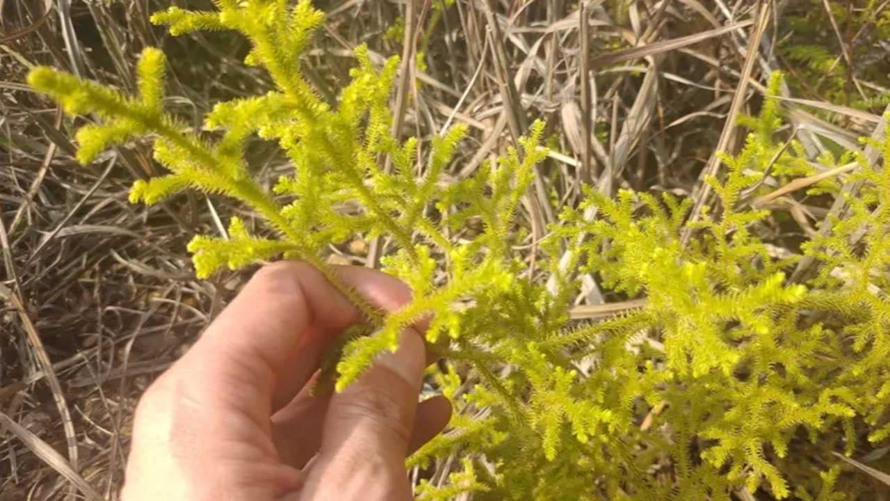 "筋骨草","铺地蜈蚣",常见的孢子植物,了解下用途