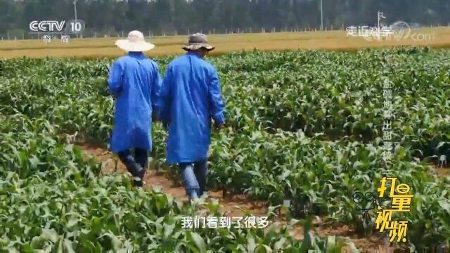 甜高粱的叶片面积决定了它做饲料的质量?叶片越大质量越高