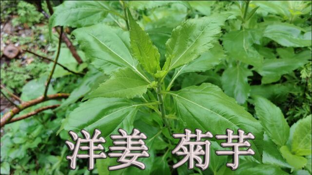 菊科植物“洋姜”不是姜!人畜共食的外来物种,您了解它吗?