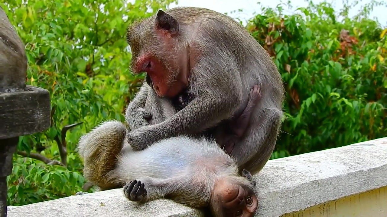 海猴子生了什么,为什么他们这样尖叫