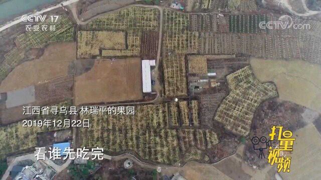 网红夫妻俩带动当地农民种百香果,年销售额达到3700万元