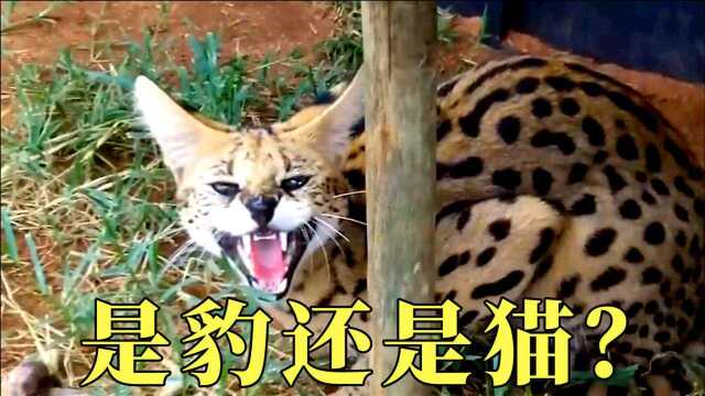 “混血动物”豹猫,既像豹子又像猫,你们见过吗