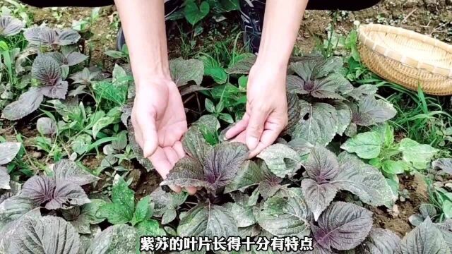 农村不起眼的“紫苏叶”,对人的身体有很多好处,再忙也要看看