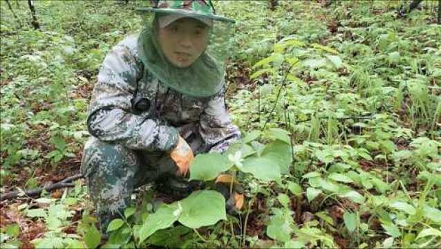 长白山放山挖一颗延龄草,十大名贵中药材之一,头顶一颗珠