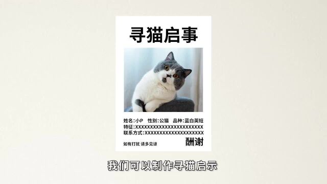 猫咪小知识:猫咪丢了怎么办?如何快速找回猫咪?