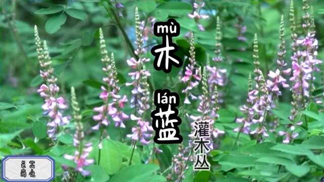 生长于各种杂草里的“贵族”,花似串珠很好看,而且还有Y用价值