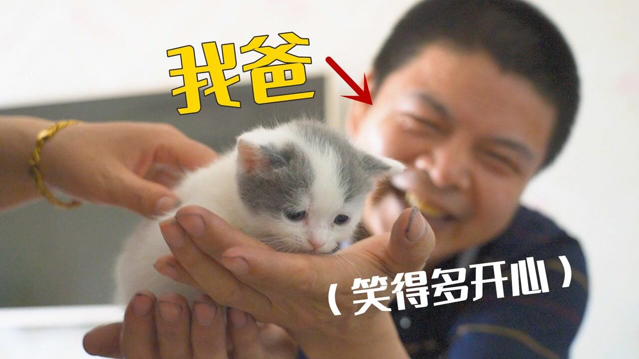 当初说讨厌猫的老爸，特意请假跑来撸小猫，太逗了！#童趣一夏#_高清