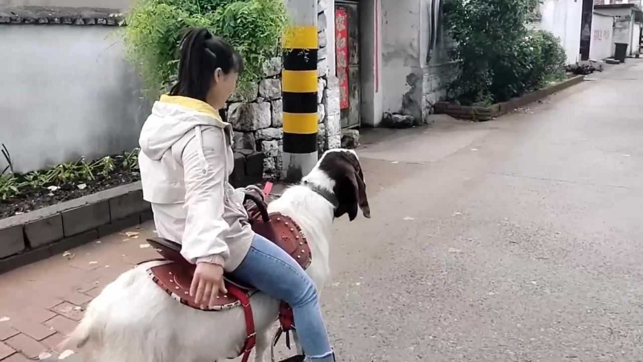 姑娘把种羊当马训骑起来比马更舒服这羊训的真不错
