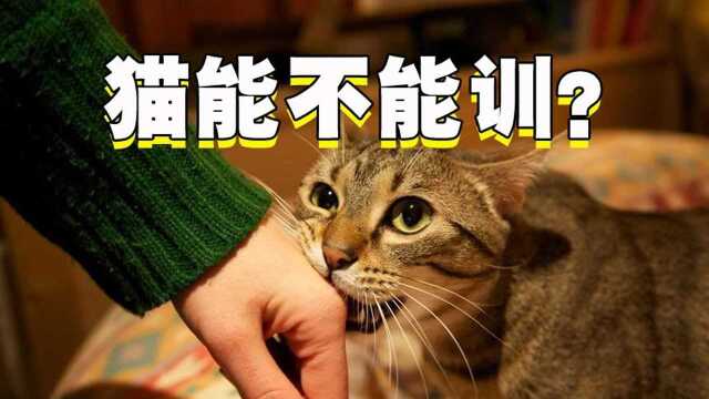 猫到底能不能训? #“知识抢先知”征稿大赛#