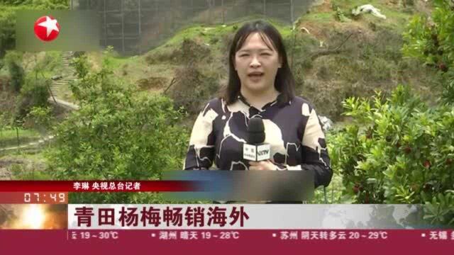 青田杨梅畅销海外:浙江丽水——杨梅产销两旺 出口大增