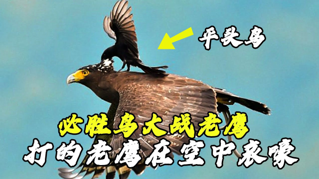 空中霸主老鹰也有天敌只有麻雀大小的必胜鸟有何制鹰绝技